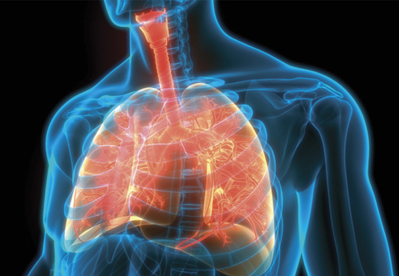 lungs illustration